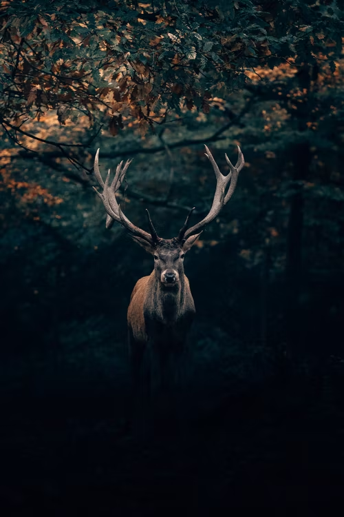 deer